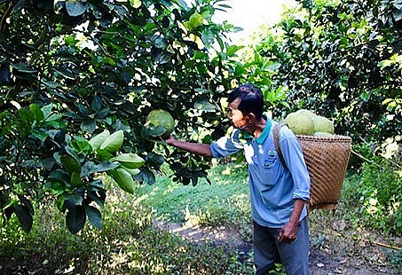 Hiện nay, tỉnh Khánh Hòa đang xây dựng thương hiệu nông sản. Hiện nay, tỉnh Khánh Hòa đang xây dựng thương hiệu nông sản.