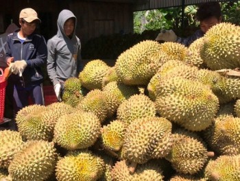 Vì sao những nông sản miền núi chất lượng cao vẫn loay hoay đầu ra