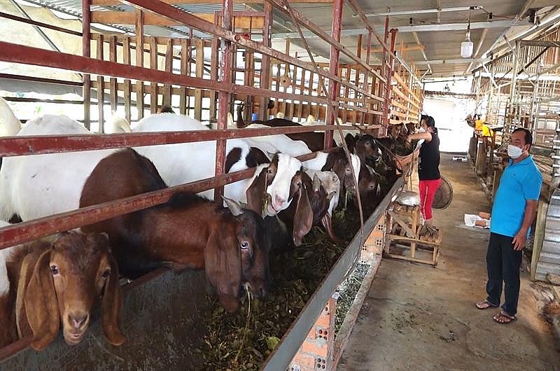 Áp dụng phương pháp ủ chua thức ăn lên men giúp hộ nuôi dê giảm chi phí đầu tư, lợi công chăm sóc và mang lại kinh tế cao