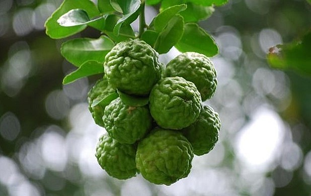 Giống chanh này có vỏ xù xì nhiều nếp nhăn giống bộ não của con người.