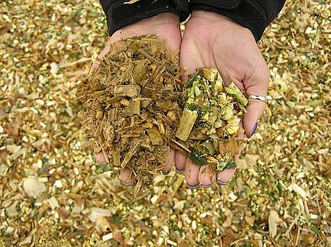 Phương pháp ủ chua thức ăn bằng rỉ mật đường rất đơn giản 