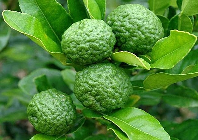 Giống chanh lạ này dễ trồng và có giá cao hơn các loại chanh khác.