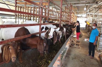 Nuôi dê bằng thức ăn ủ chua, kiếm 400 triệu đồng mỗi năm