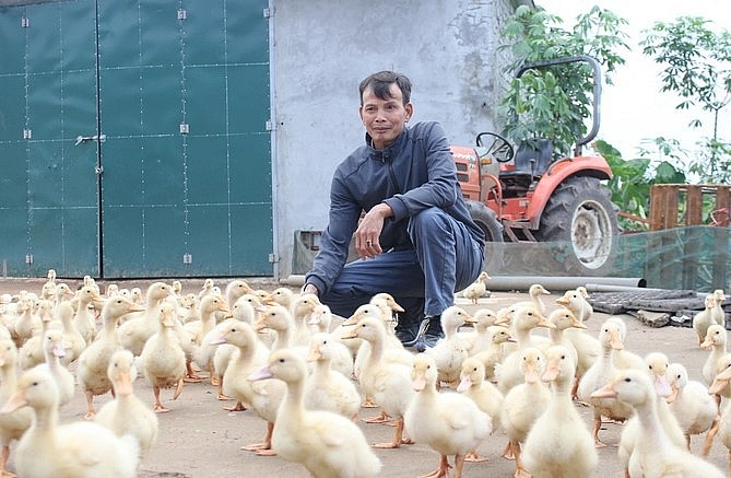 Với diện tích lớn, ông Chiến kết hợp nuôi vịt, thả cá, thu thêm hàng trăm triệu đồng/năm. Ảnh: Lê Bền.