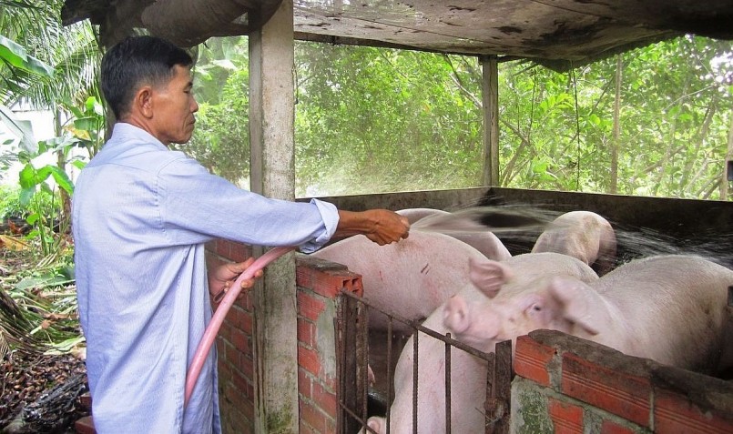 Nếu không có sự hỗ trợ về giá heo, người chăn nuôi sẽ ngày càng thua lỗ và bỏ chuồng. Nếu không có sự hỗ trợ về giá heo, người chăn nuôi sẽ ngày càng thua lỗ và bỏ chuồng.