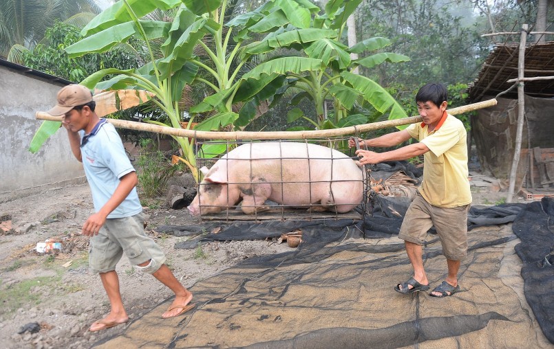 Giá heo hơi trong nước đang có đợt giảm liên tục kéo dài trong nhiều tháng. Giá heo hơi trong nước đang có đợt giảm liên tục kéo dài trong nhiều tháng.