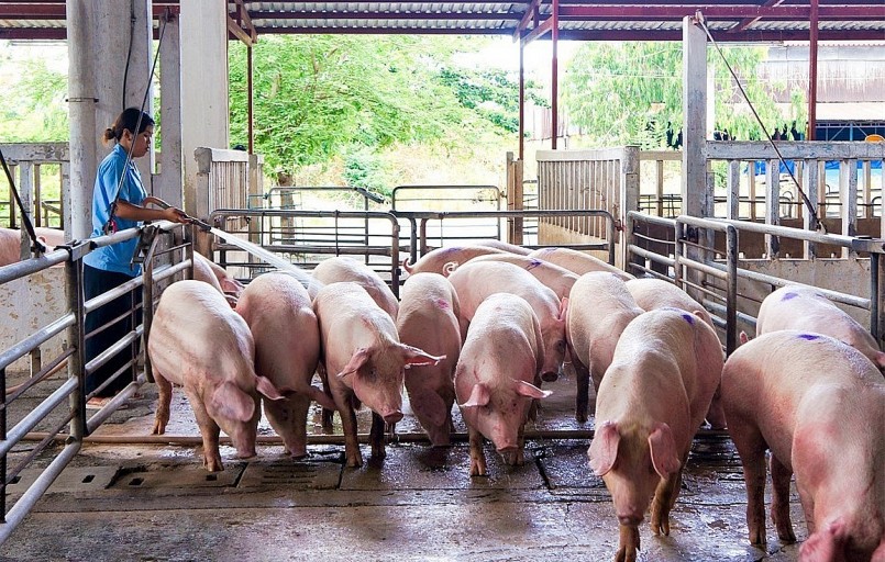 Chi phí đầu vào tăng nhưng giá bán sản phẩm đầu ra lại giảm nên đã gây áp lực lớn cho người chăn nuôi. Chi phí đầu vào tăng nhưng giá bán sản phẩm đầu ra lại giảm nên đã gây áp lực lớn cho người chăn nuôi.