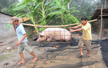 Giá heo hôm nay có nơi chỉ còn 52.000 đồng/kg, mở biên xuất heo hay để giá thấp kìm lạm phát?