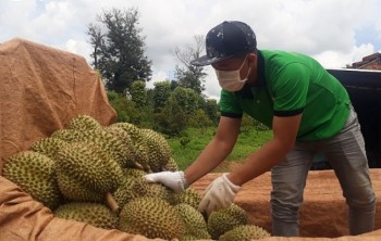 Sầu riêng xuất khẩu Trung Quốc đang cháy hàng, đặt ngay cả nghìn tấn mà không có
