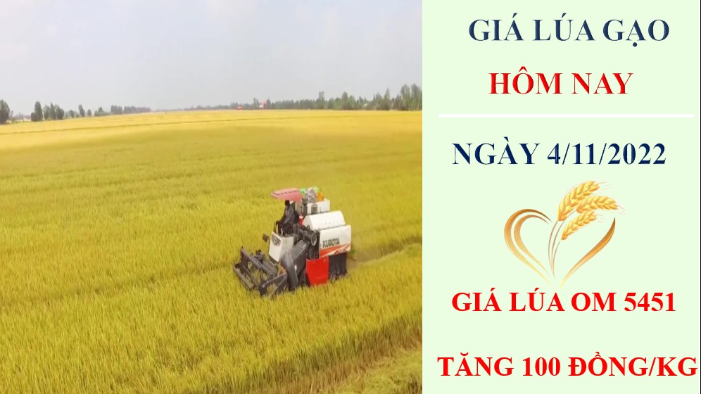 Giá lúa gạo hôm nay 4/11/2022: Giá lúa OM 5451 tăng 100 đồng/kg