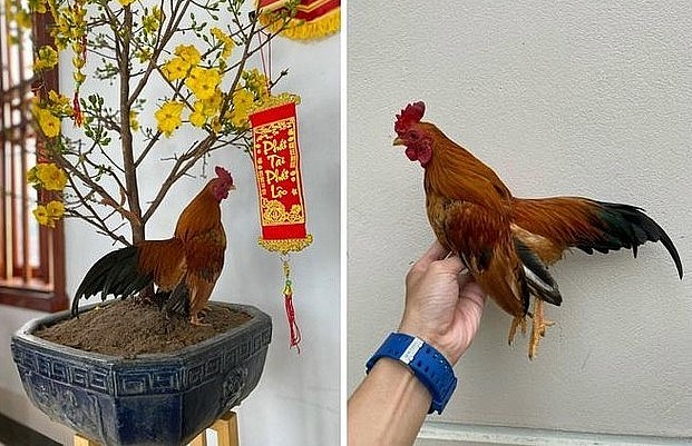 Mào của gà tre Bắc tít thường là mào công hoặc mào cờ (Ảnh: Tạ Quang Quyết).