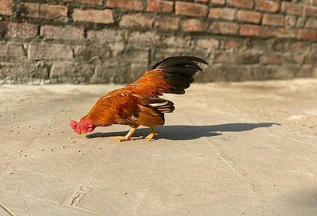 Chú gà tre Bắc tít màu tía hoa phượng mà anh Quyết đang nuôi (Ảnh: Tạ Quang Quyết).