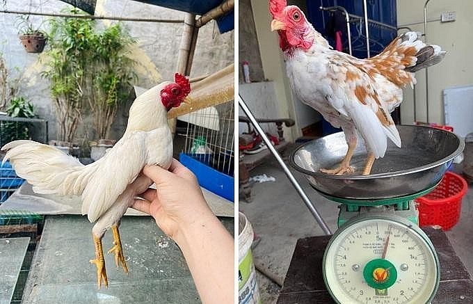 Giống gà này có kích thước nhỏ, nặng trung bình từ 250-400gr (Ảnh: Nguyen Dang Tung).