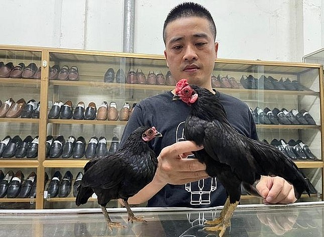 Anh Tùng theo đuổi thú chơi gà tre Bắc tít đã được vài năm (Ảnh: Nguyen Dang Tung).