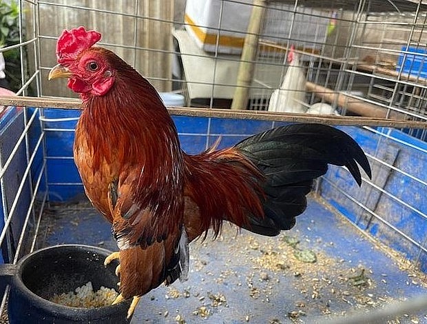 Gà tre Bắc có màu sắc khá phong phú, phổ biến nhất là ô, trắng, chuối xám, hoa mơ, tía (Ảnh: Nguyen Dang Tung).