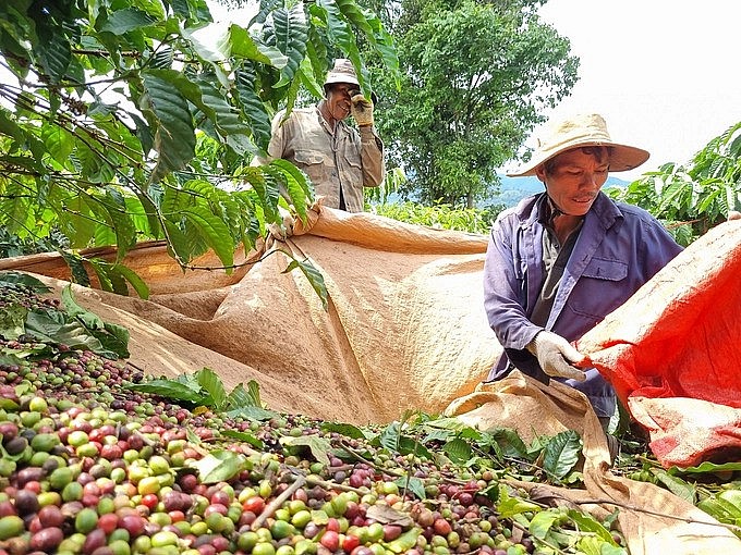 Năng suất cà phê năm nay dự báo tăng từ 10-15% so với năm ngoái