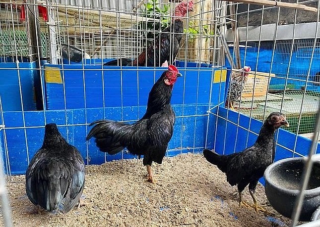 Quá trình nuôi, chăm sóc gà tre Bắc tít không quá phức tạp hay tốn kém (Ảnh: Nguyen Dang Tung).