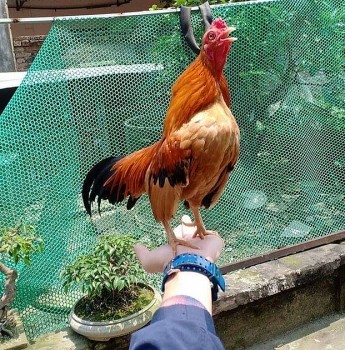 Gà tre Bắc tít có gì đặc biệt mà có giá 150 triệu một cặp