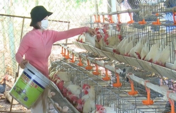 Nuôi 400 con gà đẻ siêu trứng, mỗi tháng “đút túi” hơn 30 triệu đồng