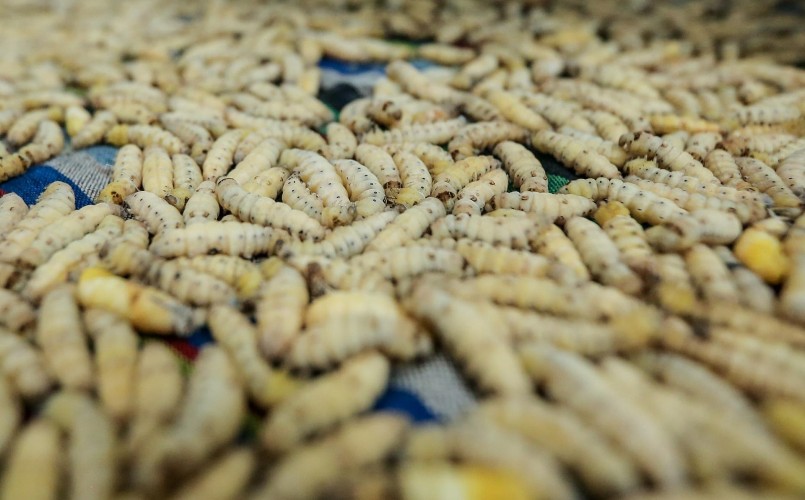 "Lão bà" nghệ nhân với tuyệt kỹ huấn luyện tằm dệt lụa