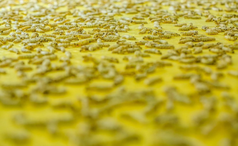 "Lão bà" nghệ nhân với tuyệt kỹ huấn luyện tằm dệt lụa