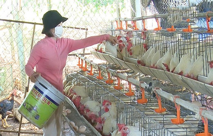 Mô hình gà siêu trứng của chị Sương mang lại hiệu quả kinh tế cao