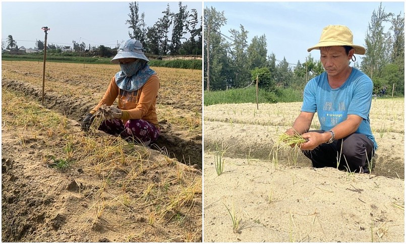  Nhiều hộ dân trồng hành, củ kiệu ở huyện Phù Mỹ khóc ròng sau khi phun thuốc BVTV.