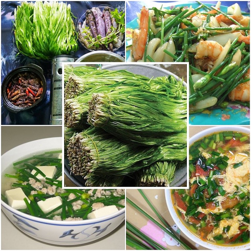 Loài cỏ dại bỗng trở thành “kho vàng” trong mùa nước nổi miền Tây