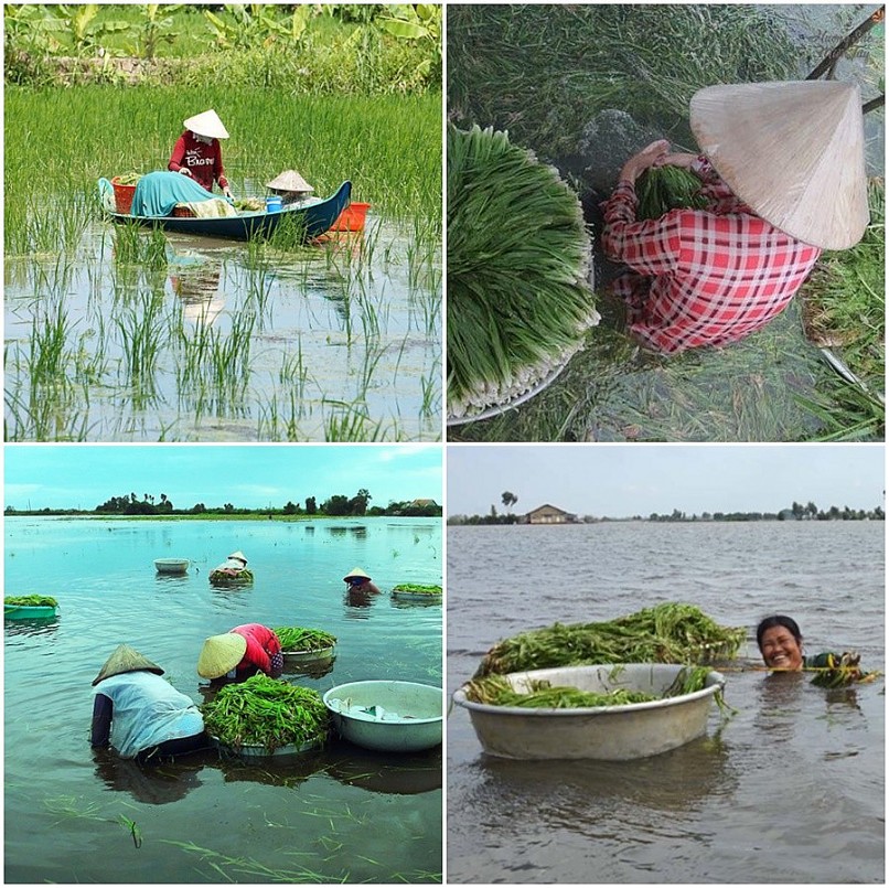 Loài cỏ dại bỗng trở thành “kho vàng” trong mùa nước nổi miền Tây