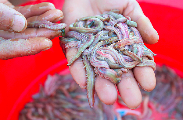 Con rươi nhìn hình thù bên ngoài có nhiều người cảm thấy đáng sợ nhưng lại là đặc sản vô cùng thơm ngon