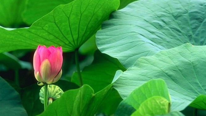 Một số công dụng từ lá Sen