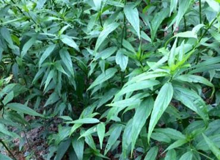 Cây bìm bịp chỉ ưa mọc hoang, nhiều nơi đem về trồng nhưng hiệu quả không cao.