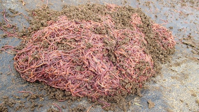 Trùn quế có giá 60.000 - 70.000 đồng/kg với khách lấy sỉ Trùn quế có giá 60.000 - 70.000 đồng/kg với khách lấy sỉ