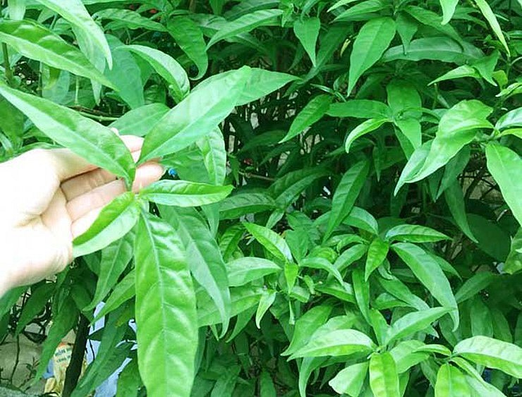 Cây bìm bịp hay còn gọi là mảnh cộng là một cây thuốc có nhiều ứng dụng trong y học cổ truyền.