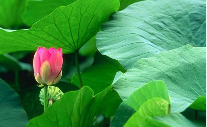 Một số công dụng từ lá Sen