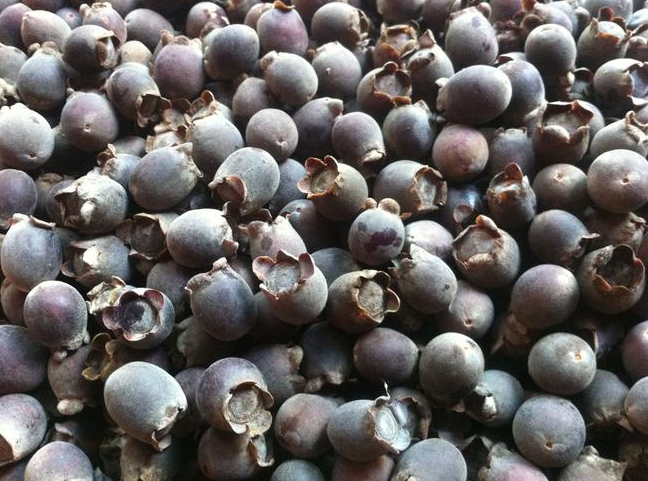 Loại quả vốn đầy rừng không ai nhặt, đem ngâm rượu thành đặc sản Phú Quốc