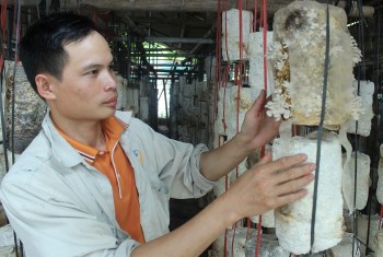 Ngỡ ngàng với mô hình trồng nấm lãi trên 1 tỷ/năm của chàng trai Sơn La