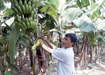 Nông dân trồng chuối cần làm gì để xuất khẩu bền vững quả chuối tươi