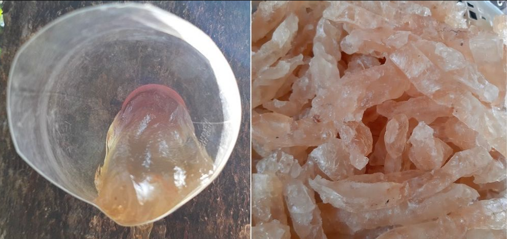 Đặc sản lạ ở Ninh Thuận là “lộc trời cho”, lấy từ trên cây xuống có giá 300.000 đồng/kg