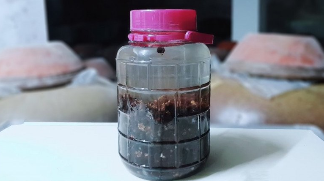 Loại quả vốn đầy rừng không ai nhặt, đem ngâm rượu thành đặc sản Phú Quốc