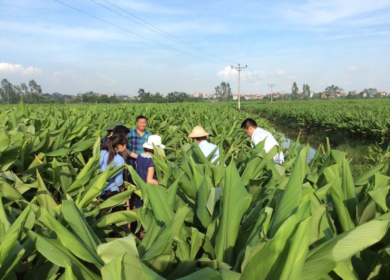 Tập trung phát triển vùng sản xuất nguyên liệu Tập trung phát triển vùng sản xuất nguyên liệu