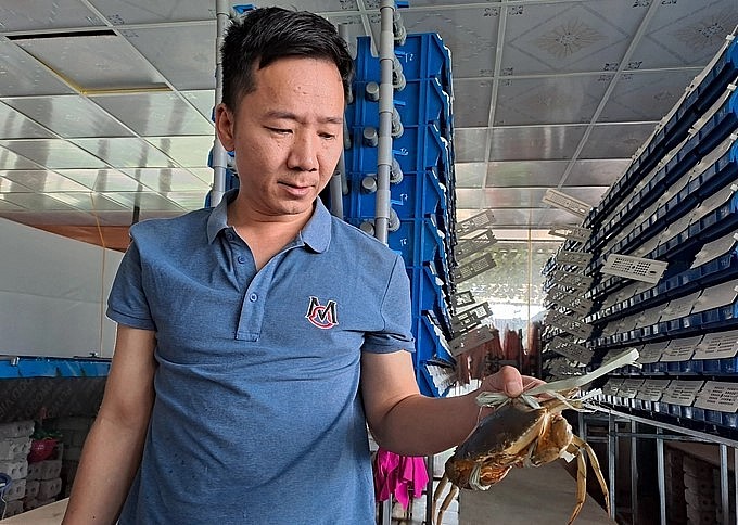 Cua nuôi trong hộp sau khoảng 40 ngày, cua bắt đầu cho thu hoạch.