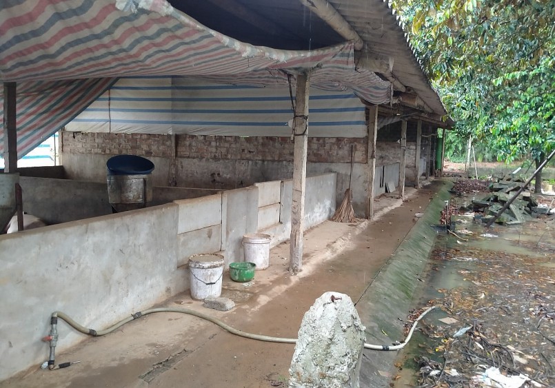 Nhiều trại nuôi heo đã đóng chuồng không tiếp tục tái đàn vì càng nuôi càng lỗ.