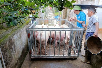 Giá heo giảm không lối thoát, người chăn nuôi đồng loạt đóng chuồng