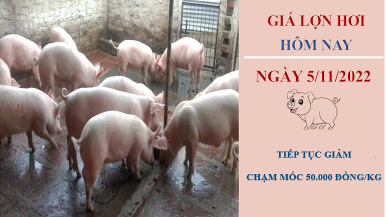 Giá lợn hơi hôm nay 5/11/2022: Chạm mốc 50.000 đồng/kg