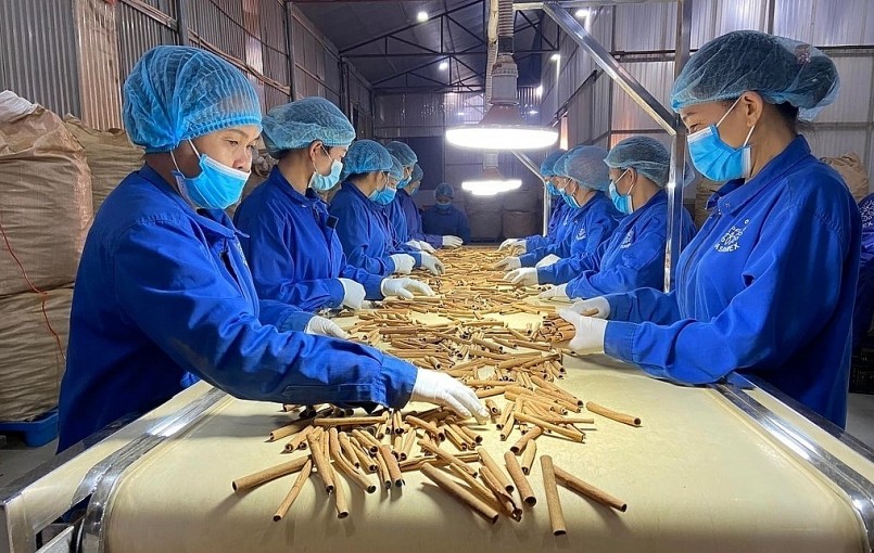 Sản lượng quế của Việt Nam hiện đứng thứ 3 thế giới.