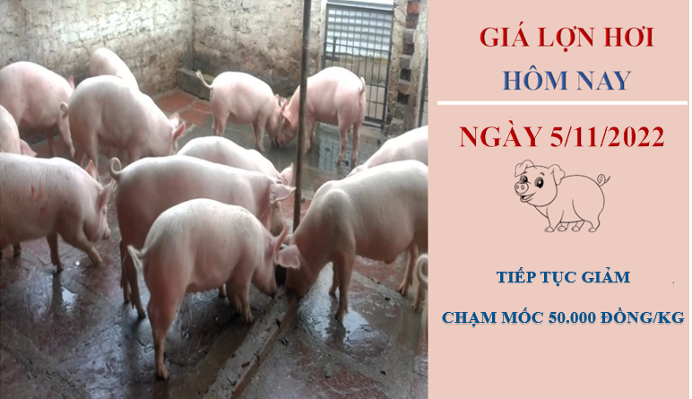 Giá lợn hơi hôm nay 5/11/2022: Chạm mốc 50.000 đồng/kg