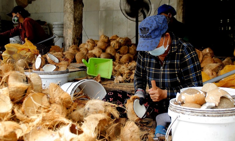 Khâu chọn dừa kỹ lưỡng.