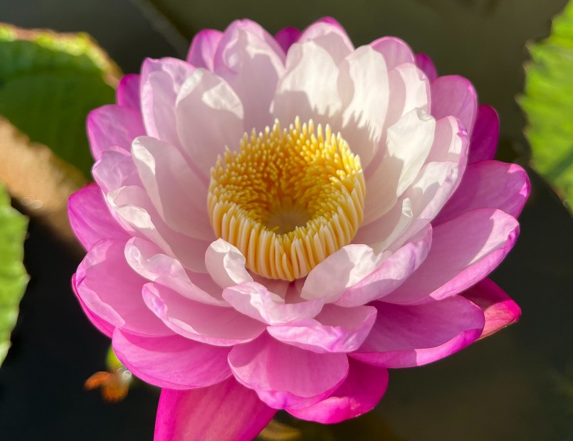 Hoa súng loại Horizon với mỗi cây giá khoảng 15 triệu đồng.