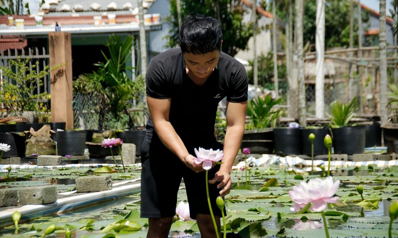 Có nhiều loại hoa súng khác nhau trên thị trường.